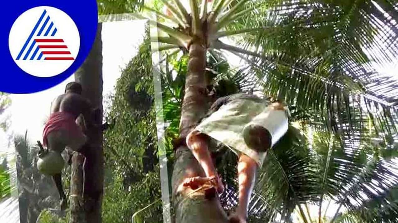 ಶೇಂದಿ ತೆಗೆಯಲು ಬಿಡಿ ಕುಲಕಸುಬಿಗೆ ಅವಕಾಶ ಕೊಡಿ ಶೇಂದಿ ತೆಗೆಯಲು ಬಿಡಿ ಕುಲಕಸುಬಿಗೆ ಅವಕಾಶ ಕೊಡಿ