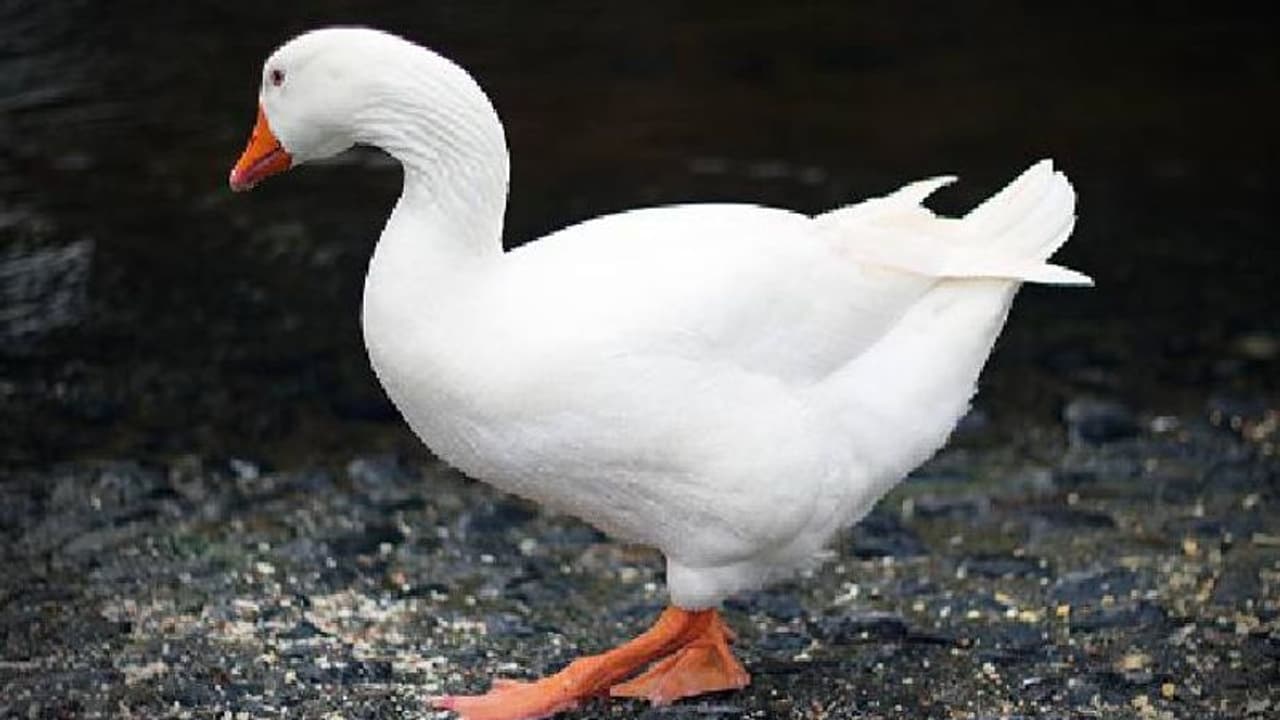 പ്രായമായവരെ ആക്രമിക്കുന്നു, കുട്ടികളെ ഓടിക്കുന്നു, രണ്ട് വാത്തകളെ 'നിരോധിച്ച്' കനാൽ പ്രായമായവരെ ആക്രമിക്കുന്നു, കുട്ടികളെ ഓടിക്കുന്നു, രണ്ട് വാത്തകളെ 'നിരോധിച്ച്' കനാൽ