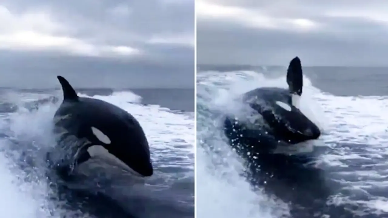 Orca chases a speed boat; watch the thrilling video
