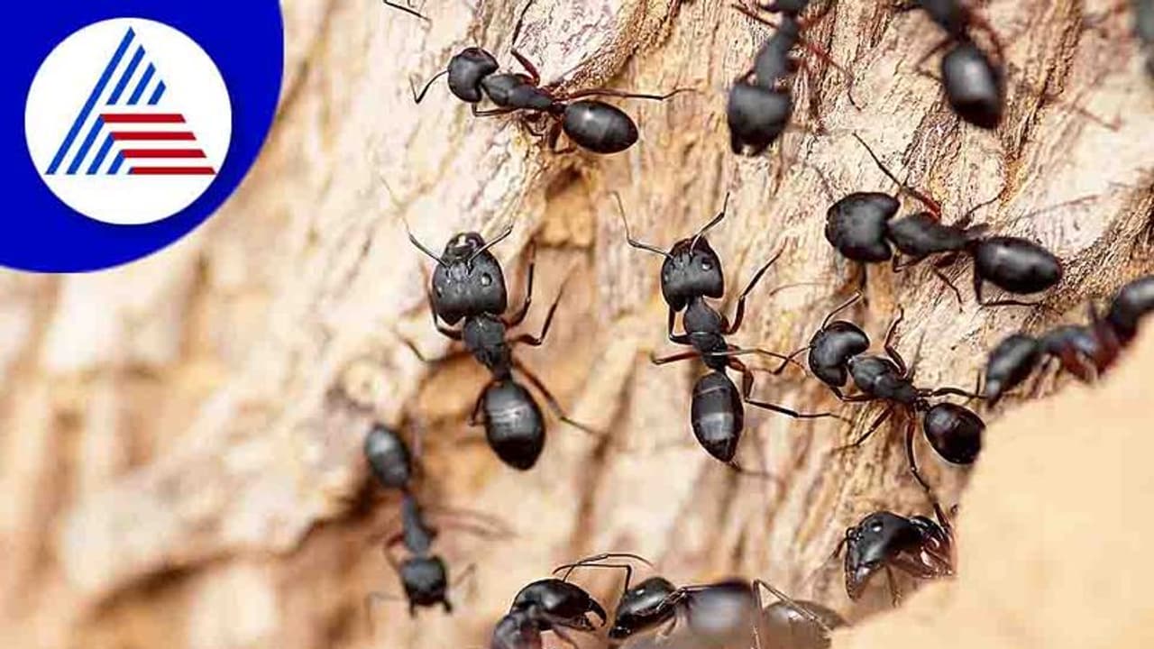 ಎಲ್ಲೆಲ್ಲೂ ಇರುವೆ: ಆಂಧ್ರದ ಹಳ್ಳಿಯೊಂದರ ಜನರ ನಿದ್ದೆಗೆಡಿಸಿದ ಇರುವೆಗಳು ಎಲ್ಲೆಲ್ಲೂ ಇರುವೆ: ಆಂಧ್ರದ ಹಳ್ಳಿಯೊಂದರ ಜನರ ನಿದ್ದೆಗೆಡಿಸಿದ ಇರುವೆಗಳು