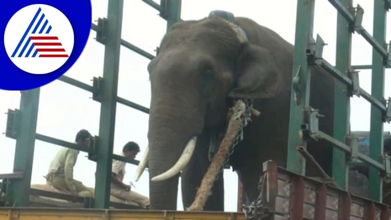 Chikkamagaluru: ರೈತರ ಗೆದ್ದೆ ತೋಟಗಳಿಗೆ ದಾಳಿ ಮಾಡುತ್ತಿದ್ದ ಕಾಡಾನೆ ಸೆರೆ Chikkamagaluru: ರೈತರ ಗೆದ್ದೆ ತೋಟಗಳಿಗೆ ದಾಳಿ ಮಾಡುತ್ತಿದ್ದ ಕಾಡಾನೆ ಸೆರೆ