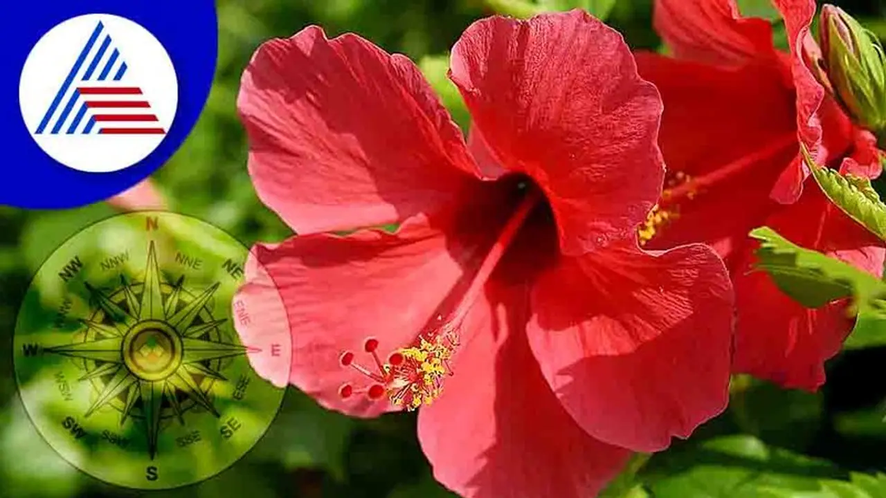 Vastu tips: ಮನೆಯಲ್ಲಿ ಪಾಸಿಟಿವ್ ಎನರ್ಜಿಗೆ ದಾಸವಾಳ ಸೂತ್ರ