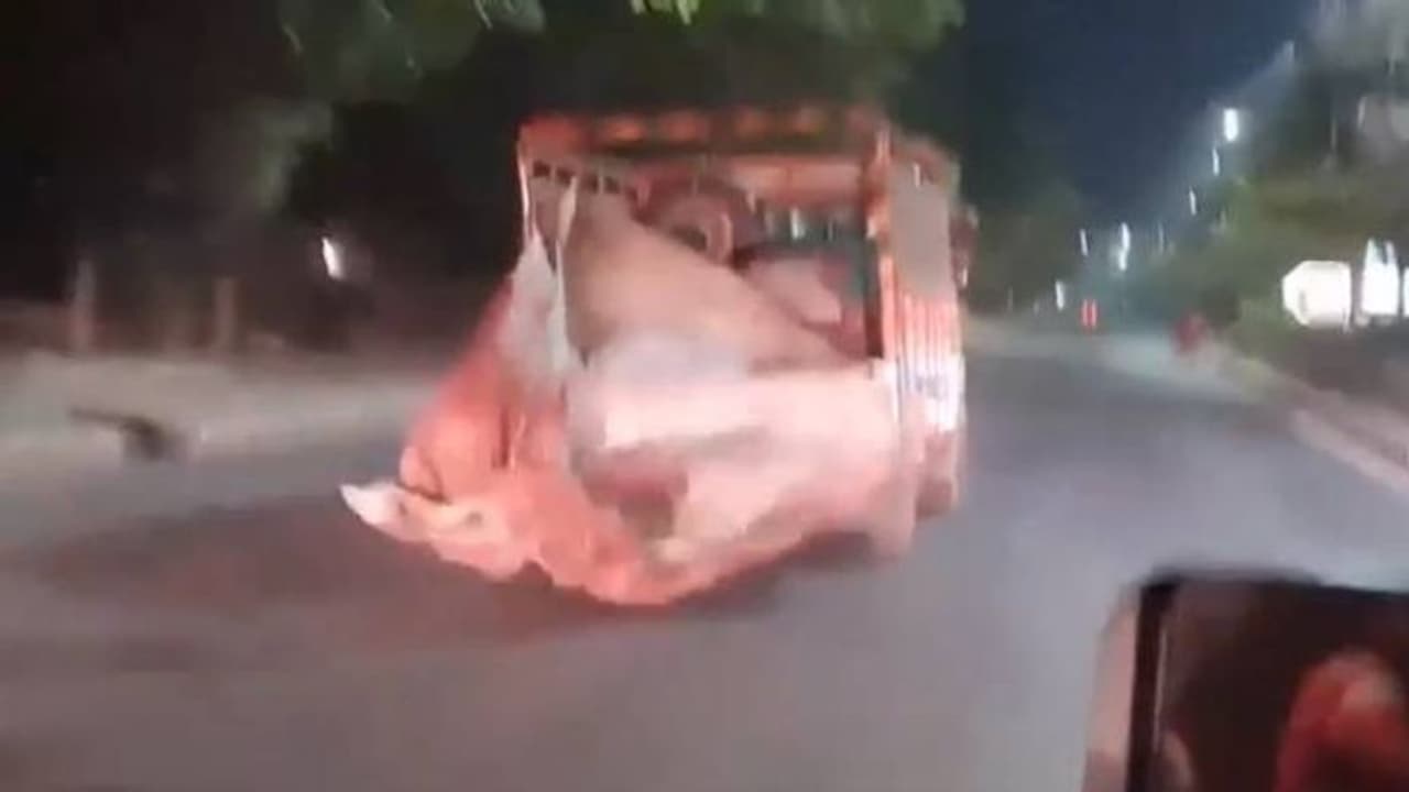 சினிமா பானியில் சேசிங்... கீழே வீசப்பட்ட மாடுகள்.. அப்புறம் என்ன ஆச்சு தெரியுமா? சினிமா பானியில் சேசிங்... கீழே வீசப்பட்ட மாடுகள்.. அப்புறம் என்ன ஆச்சு தெரியுமா?