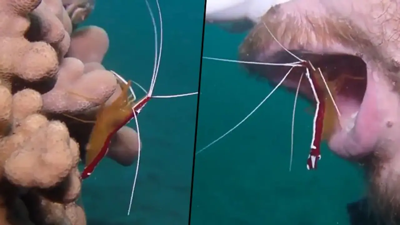 Watch how a shrimp cleans scuba diver’s teeth in ocean