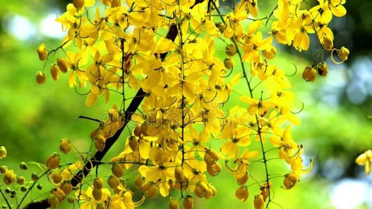 Vishu 2022 : വിഷുവെത്തി; ഒരുക്കവുമായി ലോകമെമ്പാടുമുള്ള മലയാളികള്‍...