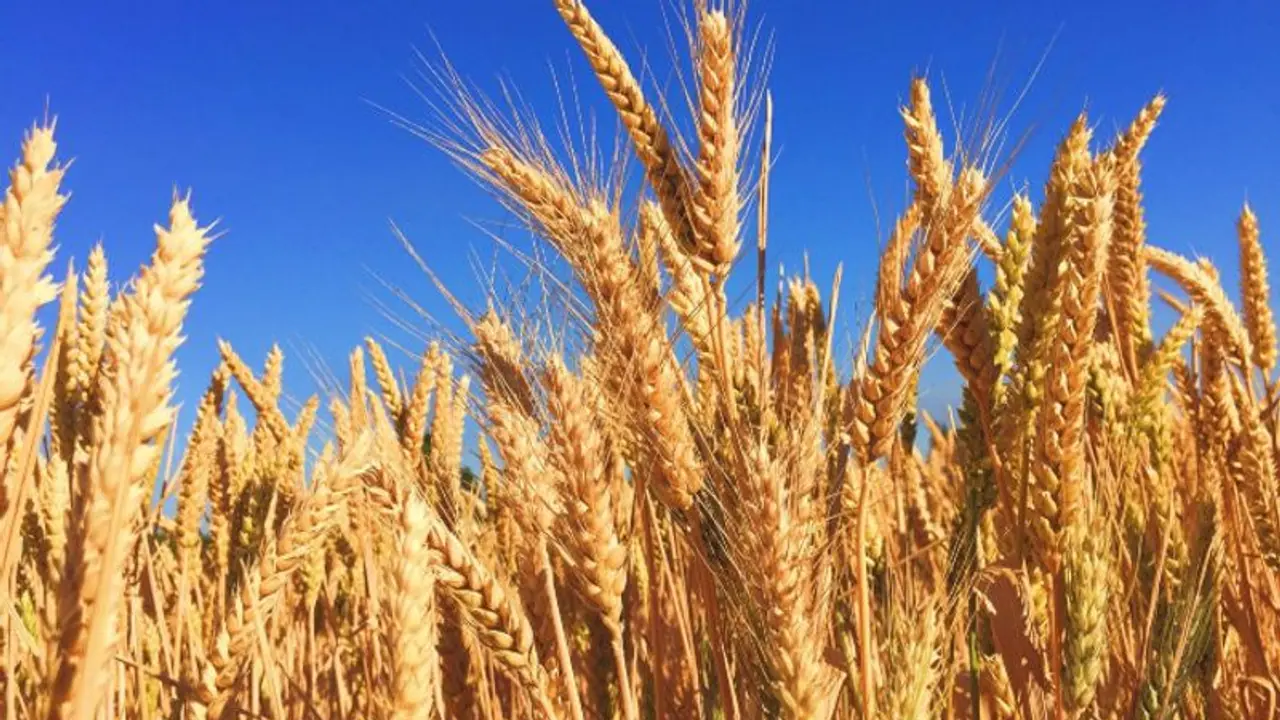 'Country has sufficient stock, no such plan...' Government denies wheat import reports 'Country has sufficient stock, no such plan...' Government denies wheat import reports