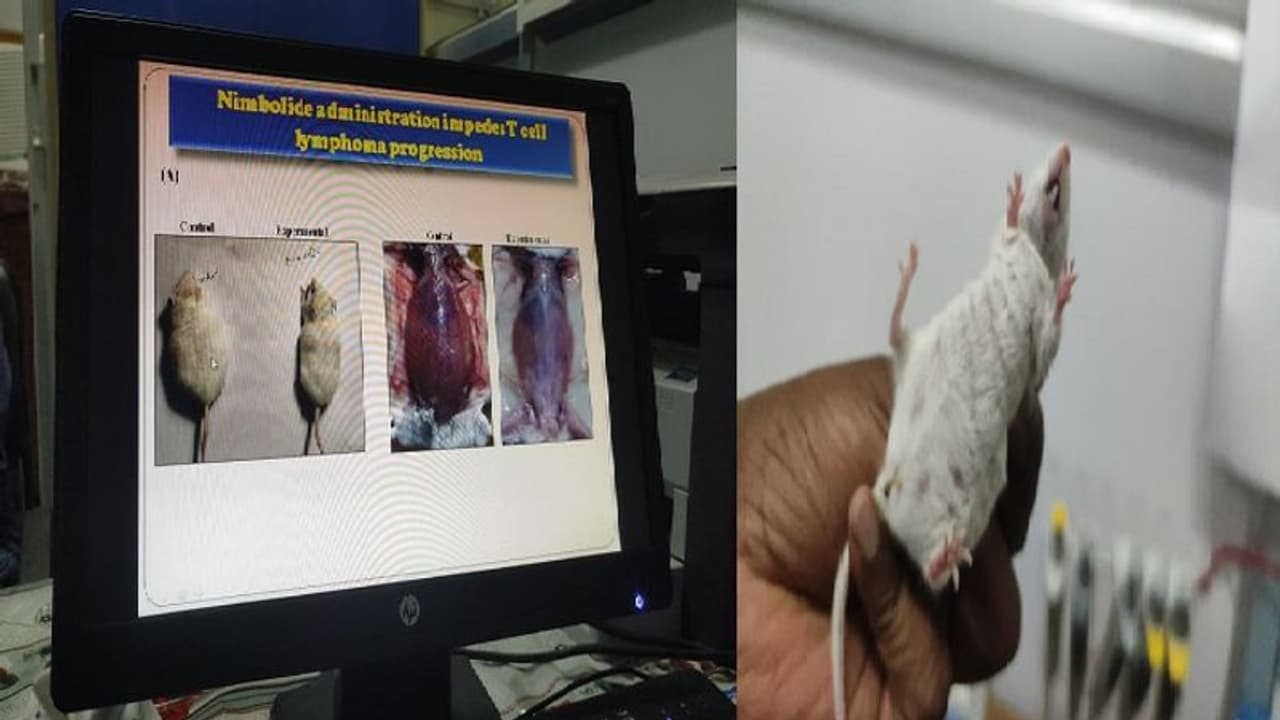 Special Story: बीएचयू में कैंसर पर हुआ शोध, नीम की पत्ती और फूल में पाए जाने वाले निंबोलाइड्स से होगा इलाज 