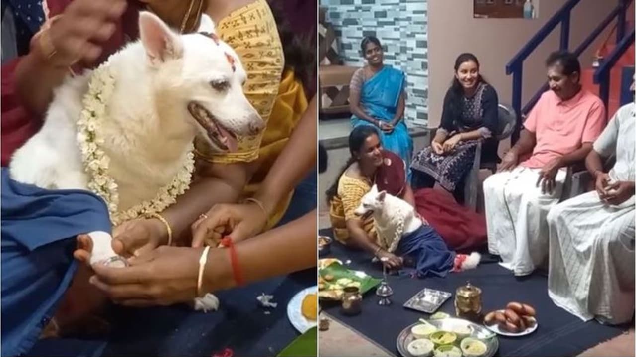 মা হবে বাড়ির 'মেয়ে', চুড়ি মালায় সাজিয়ে পোষ্যর সাধভক্ষণ অনুষ্ঠানে এলাহি আয়োজন পরিবারের মা হবে বাড়ির 'মেয়ে', চুড়ি মালায় সাজিয়ে পোষ্যর সাধভক্ষণ অনুষ্ঠানে এলাহি আয়োজন পরিবারের