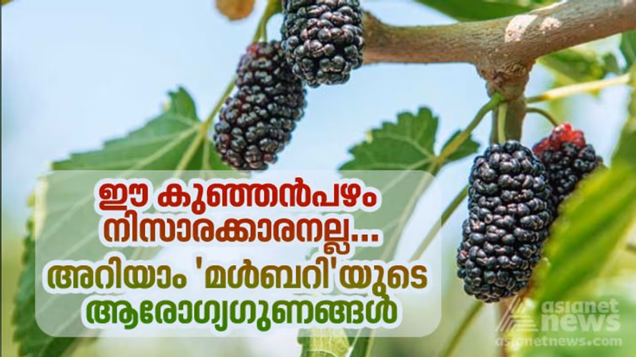 Mulberries : മൾബറി കഴിച്ചാൽ ഇത്രയും ആരോഗ്യഗുണങ്ങളോ...? Mulberries : മൾബറി കഴിച്ചാൽ ഇത്രയും ആരോഗ്യഗുണങ്ങളോ...?
