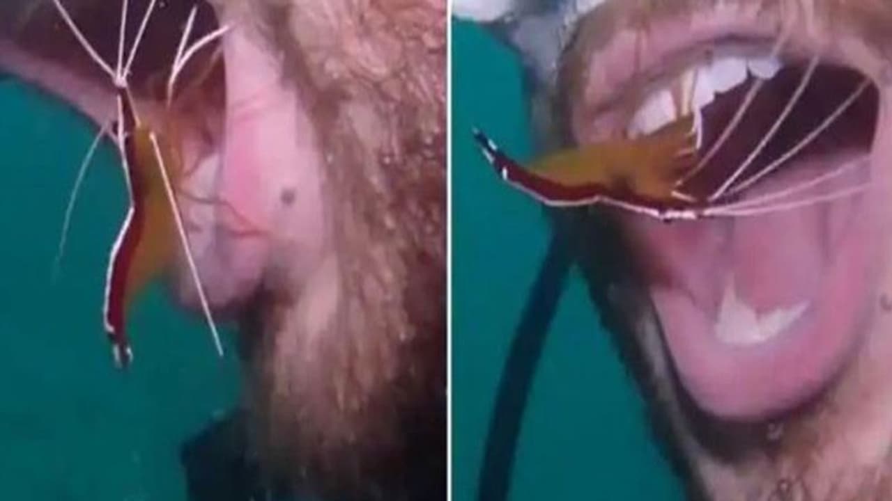 इस झींगे ने समुद्र में गोताखोर के साथ जो किया उसे देखकर हो जाएंगे हैरान, वीडियो वायरल इस झींगे ने समुद्र में गोताखोर के साथ जो किया उसे देखकर हो जाएंगे हैरान, वीडियो वायरल