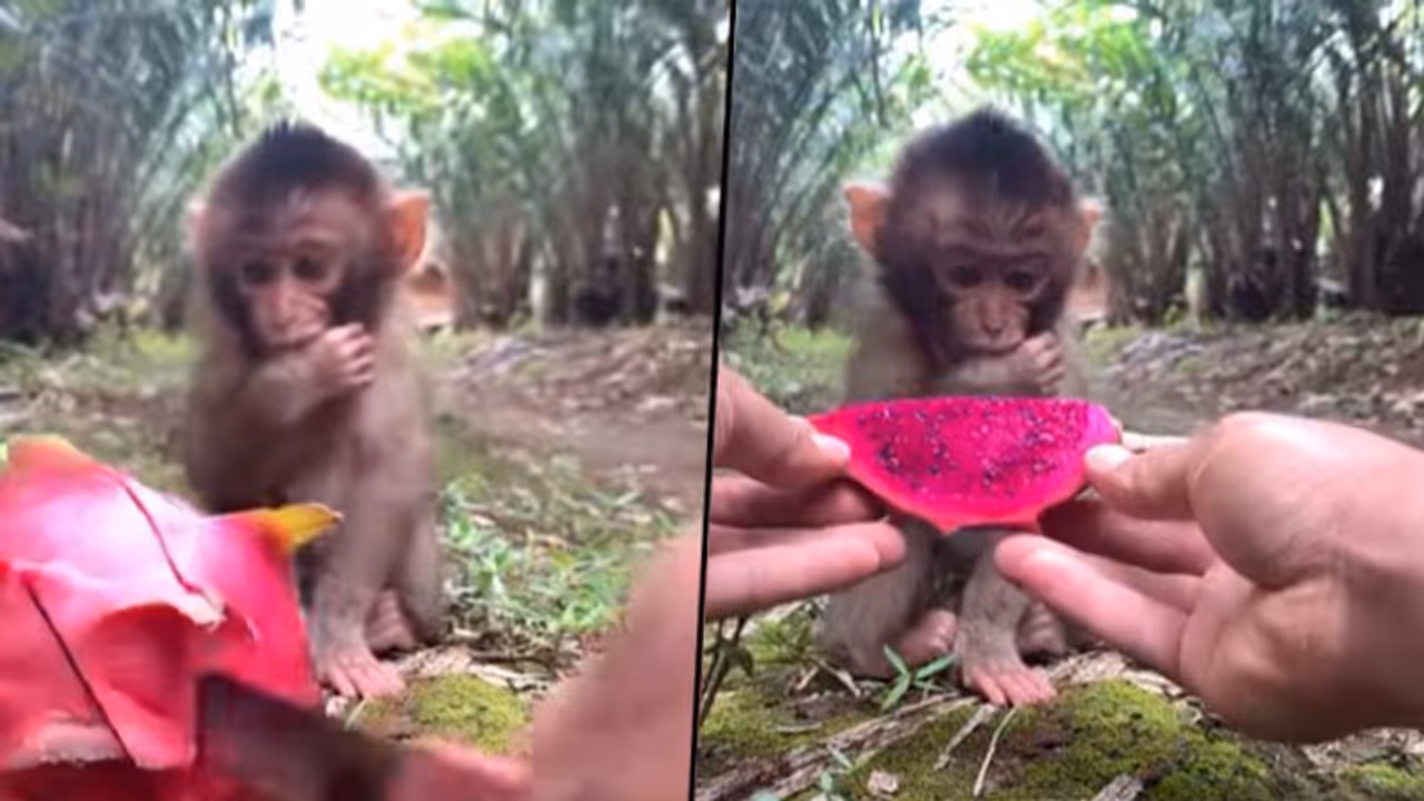 Baby monkey eats dragon fruit for the first time; watch his priceless reaction