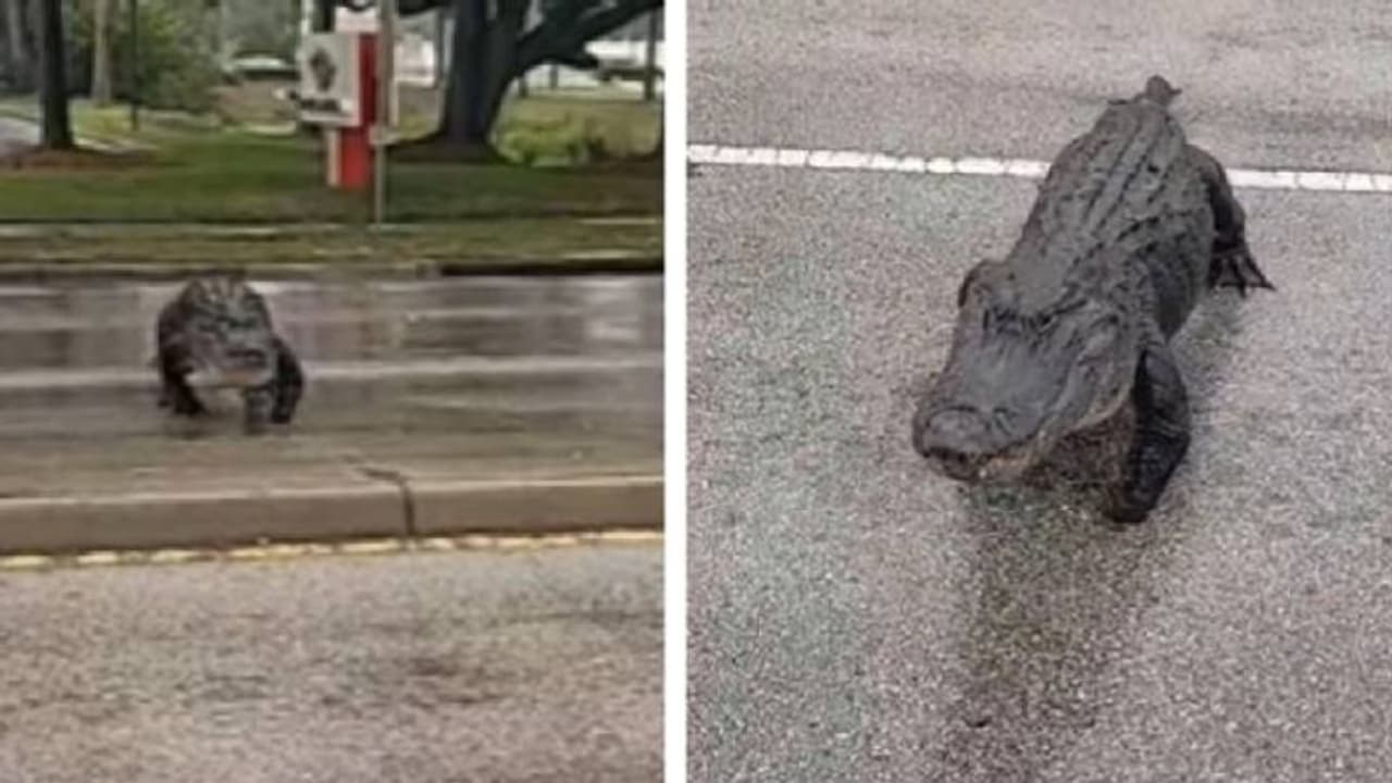 റോഡ് മുറിച്ച് കടന്ന് മുതല, ക്ഷമയോടെ നിർത്തിയിട്ട വാഹനങ്ങൾ, വീഡിയോ വൈറൽ റോഡ് മുറിച്ച് കടന്ന് മുതല, ക്ഷമയോടെ നിർത്തിയിട്ട വാഹനങ്ങൾ, വീഡിയോ വൈറൽ