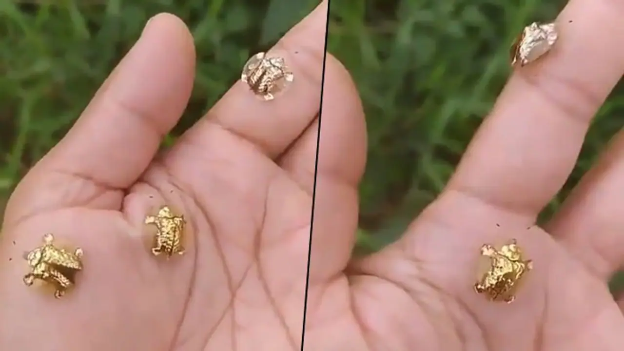 Have you seen golden tortoise beetles? The viral video has left leaves netizens amazed!