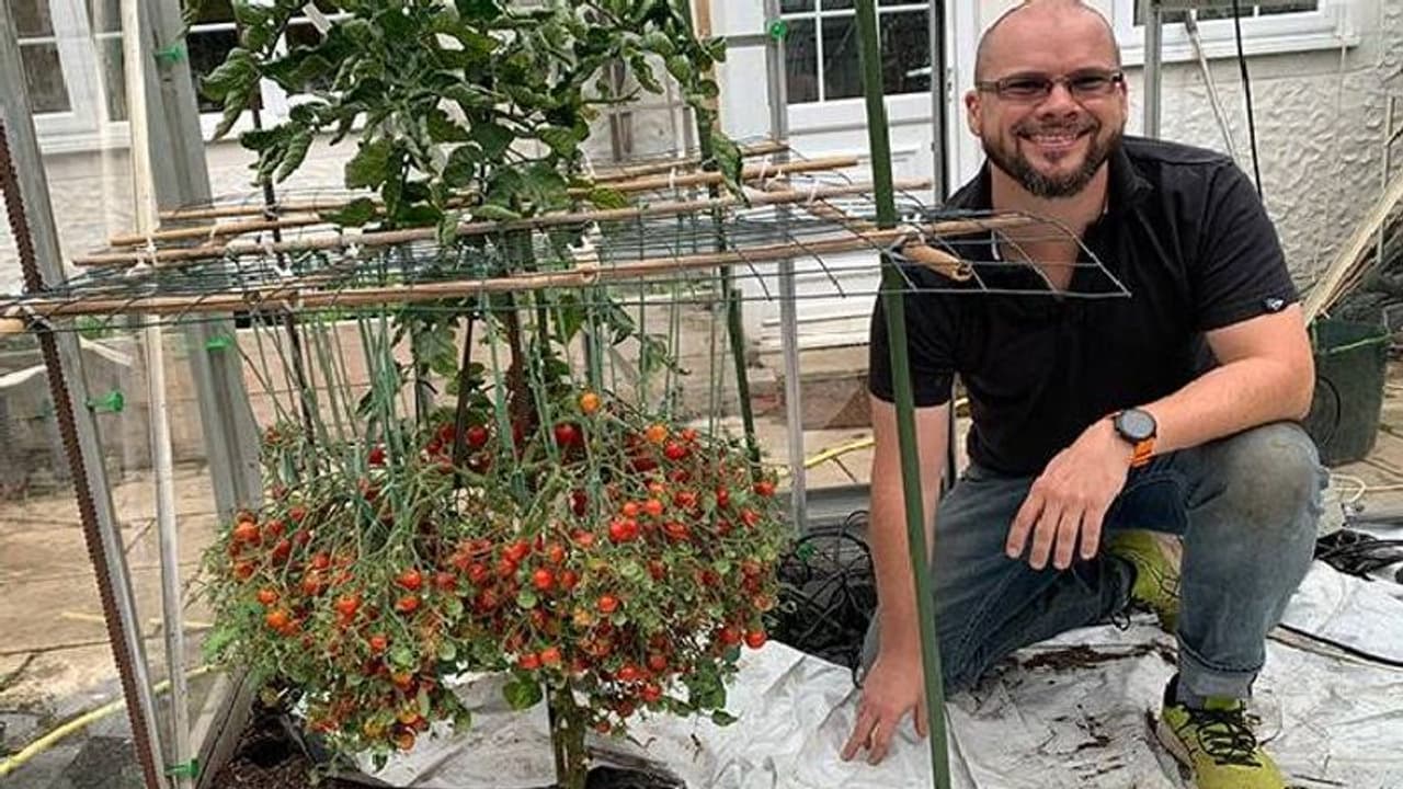 ഒറ്റച്ചെടിയിൽ 1,269 തക്കാളികൾ, ലോകറെക്കോർഡ്! ഒറ്റച്ചെടിയിൽ 1,269 തക്കാളികൾ, ലോകറെക്കോർഡ്!