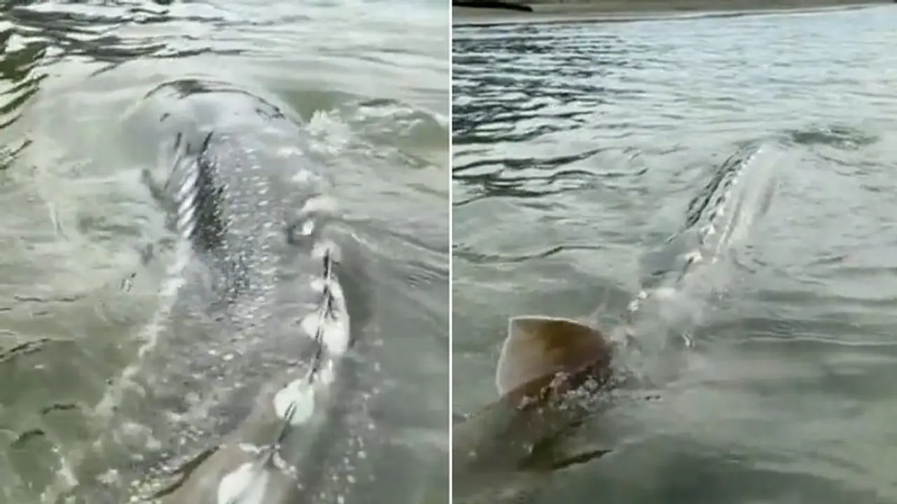 Watch: Giant sturgeon fish swims in North American river; leaves netizens jaw dropped Watch: Giant sturgeon fish swims in North American river; leaves netizens jaw dropped