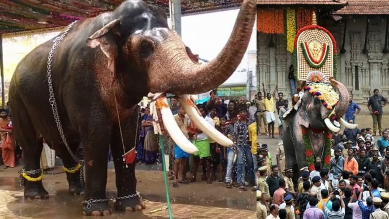 രാമചന്ദ്രൻ ഫാൻസിന് നിരാശ: തൃശ്ശൂര് പൂരവിളംബരത്തിന് ഇക്കുറിയും എറണാകുളം ശിവകുമാര് രാമചന്ദ്രൻ ഫാൻസിന് നിരാശ: തൃശ്ശൂര് പൂരവിളംബരത്തിന് ഇക്കുറിയും എറണാകുളം ശിവകുമാര്