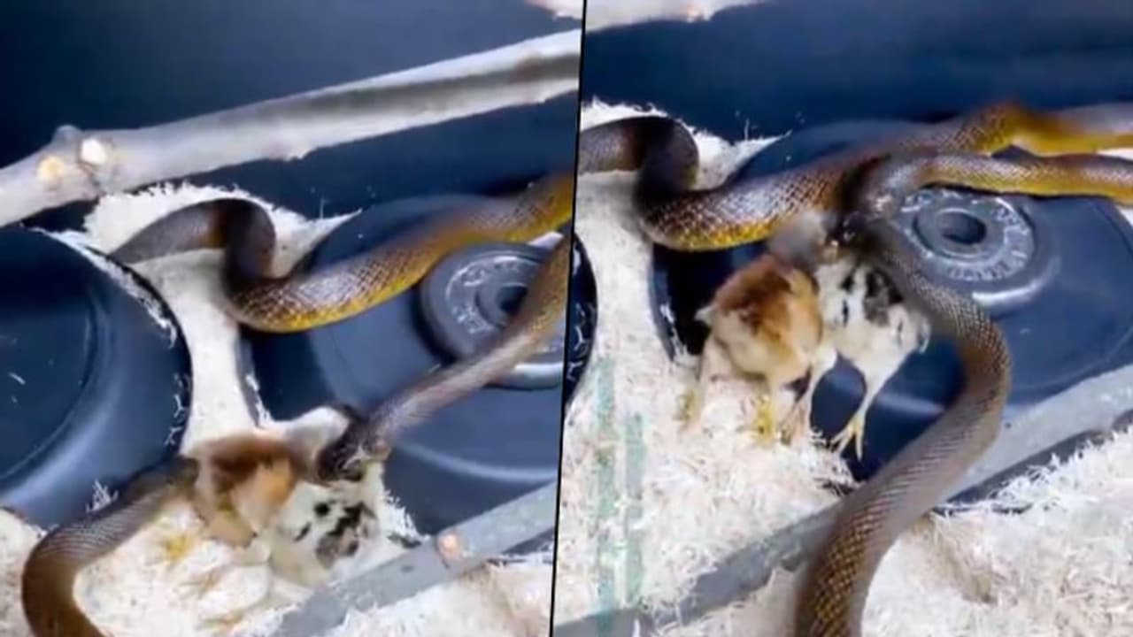 Watch: Snakes fight to consume chickens, find out who wins