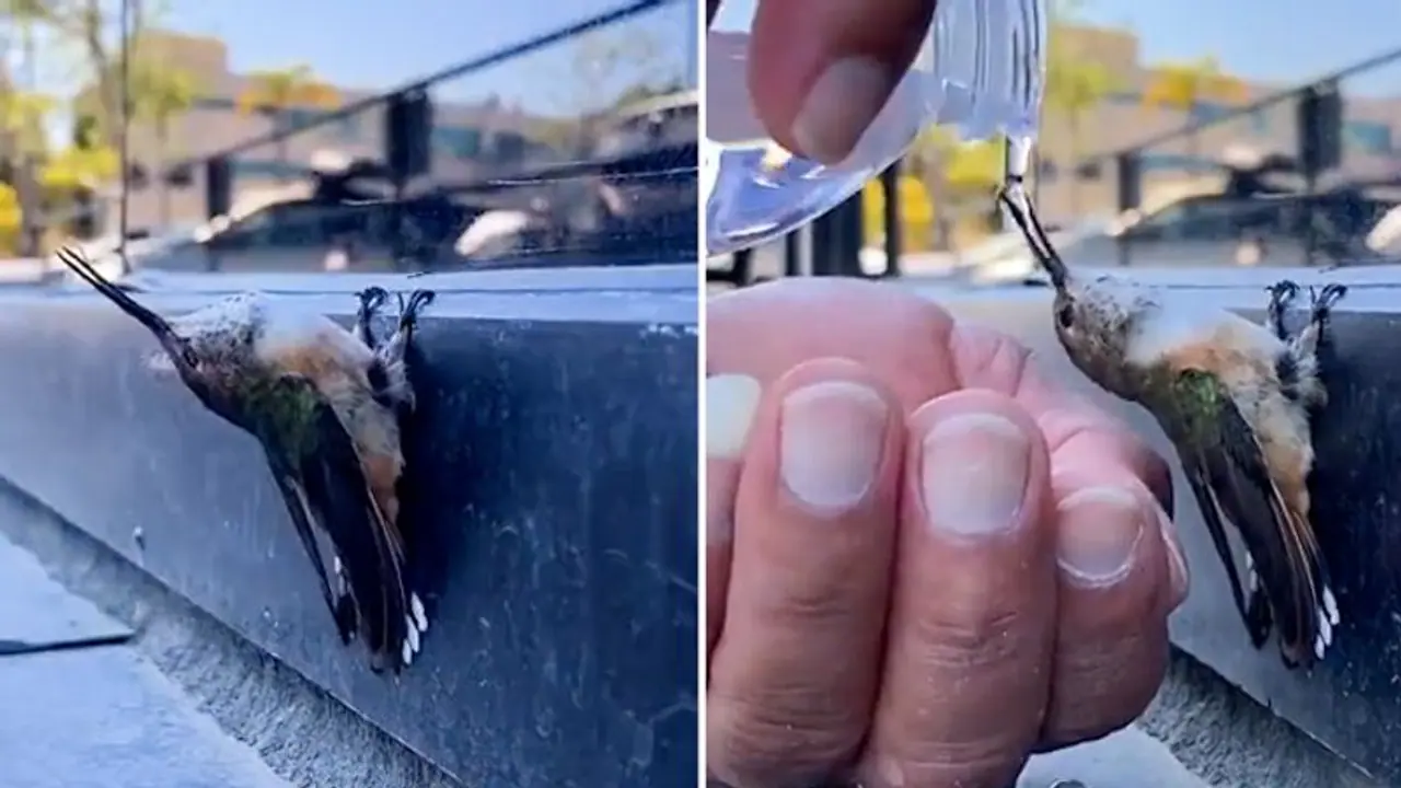 Watch: Man offers water to bird and saves its life; netizens heart it out