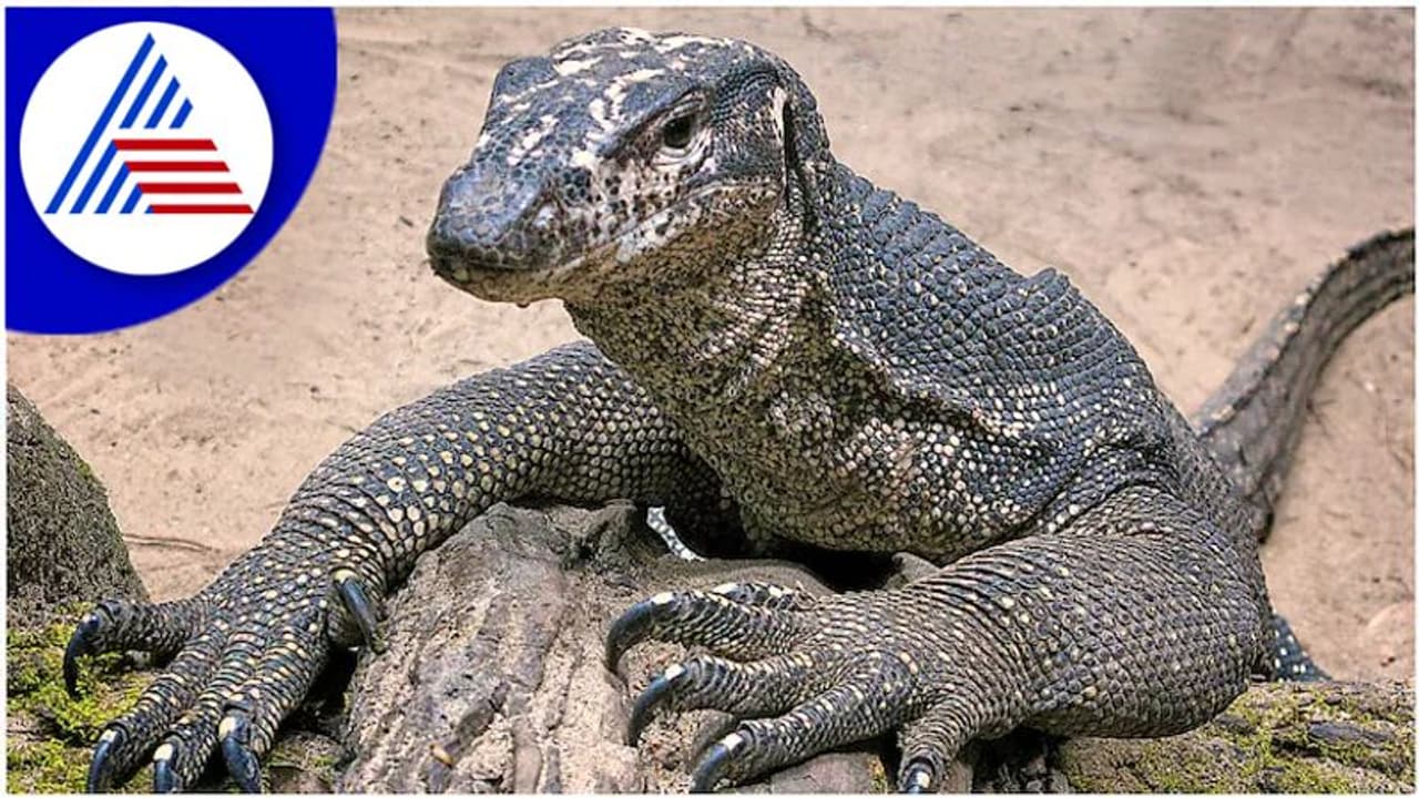 ఛీ..ఛీ.. బెంగాల్ మానిటర్ బల్లిపై సామూహిక అత్యాచారం.. !! నలుగురి అరెస్ట్..!!