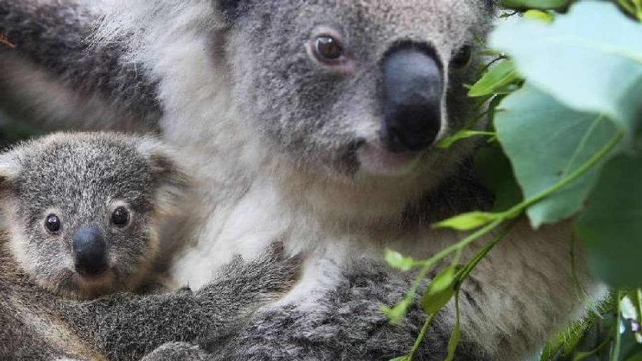 വംശനാശ ഭീഷണി, കൊവാലകളുടെ ബീജം ശീതീകരിച്ച് സൂക്ഷിക്കാമെന്ന് ഗവേഷകർ വംശനാശ ഭീഷണി, കൊവാലകളുടെ ബീജം ശീതീകരിച്ച് സൂക്ഷിക്കാമെന്ന് ഗവേഷകർ