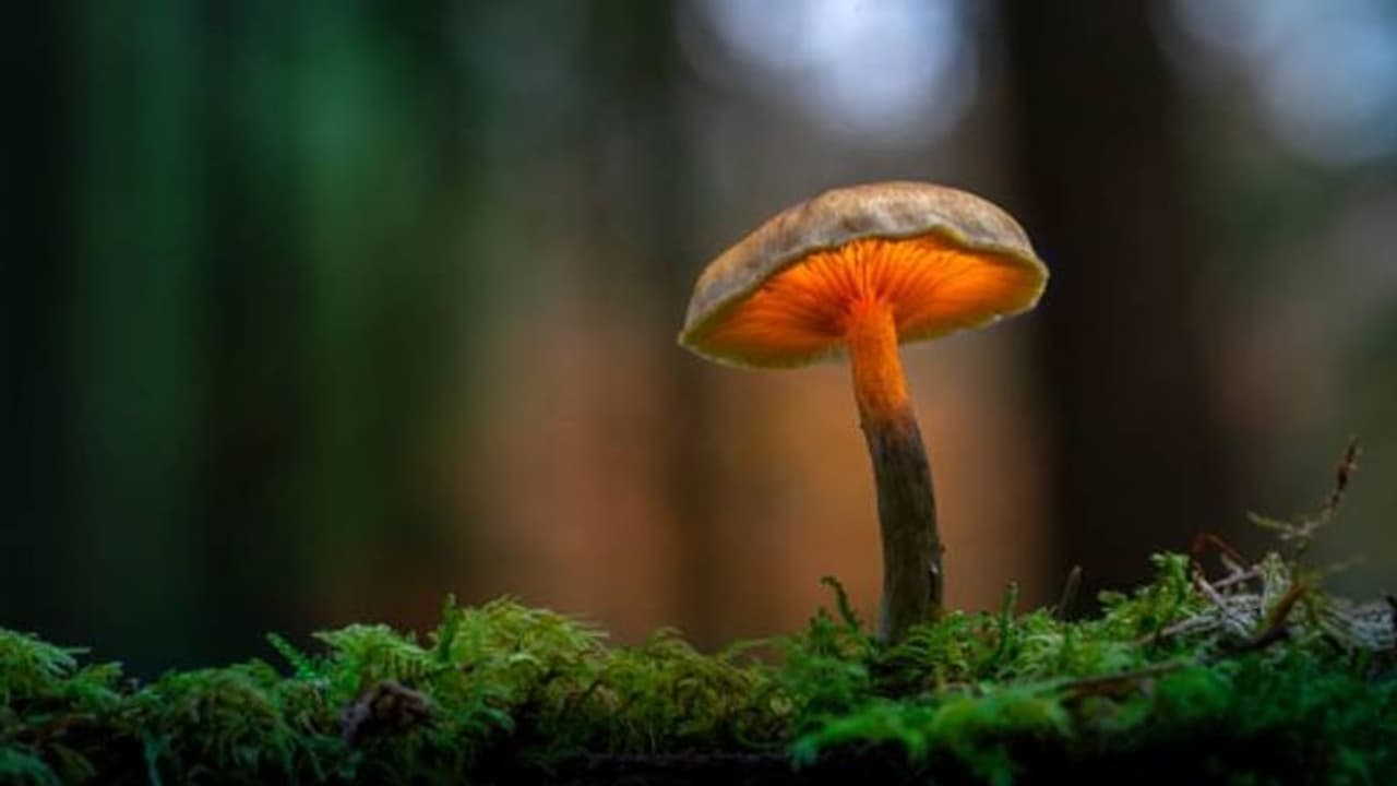 Mushroom communication : മനുഷ്യർ മാത്രമല്ല, കൂണുകളും പരസ്പരം 'സംസാരിക്കുന്നുണ്ട്'; ഗവേഷകരുടെ കണ്ടെത്തല് Mushroom communication : മനുഷ്യർ മാത്രമല്ല, കൂണുകളും പരസ്പരം 'സംസാരിക്കുന്നുണ്ട്'; ഗവേഷകരുടെ കണ്ടെത്തല്