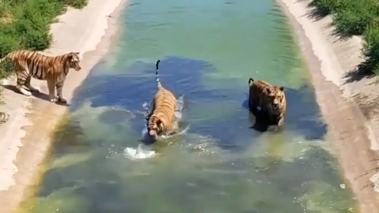 Three tigers hunt for a duck in lake; watch who gets it