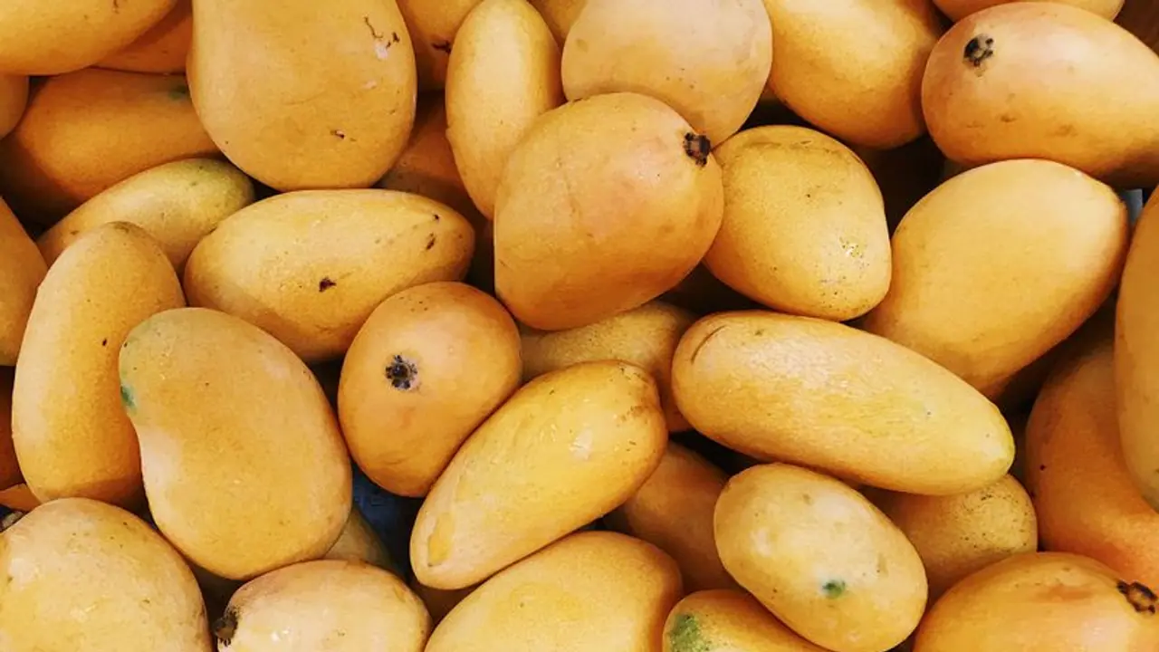 Mango : മാമ്പഴം ഇഷ്ടപ്പെടുന്നവരാണോ നിങ്ങൾ? എങ്കിൽ ഒന്ന് ശ്രദ്ധിക്കൂ Mango : മാമ്പഴം ഇഷ്ടപ്പെടുന്നവരാണോ നിങ്ങൾ? എങ്കിൽ ഒന്ന് ശ്രദ്ധിക്കൂ