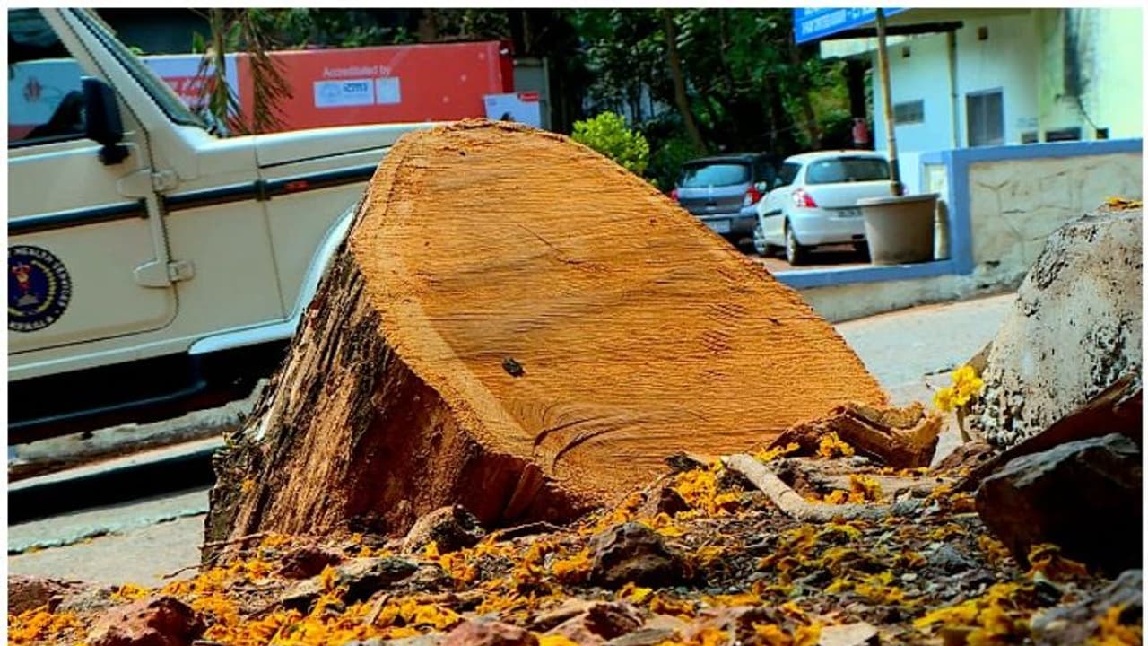 ആശുപത്രി വളപ്പില് നിന്നും മരങ്ങള് മുറിച്ചതില് അന്വേഷണം എങ്ങുമെത്തിയില്ല, ജാമ്യവ്യവസ്ഥ പാലിക്കാതെ മുഖ്യപ്രതി ആശുപത്രി വളപ്പില് നിന്നും മരങ്ങള് മുറിച്ചതില് അന്വേഷണം എങ്ങുമെത്തിയില്ല, ജാമ്യവ്യവസ്ഥ പാലിക്കാതെ മുഖ്യപ്രതി