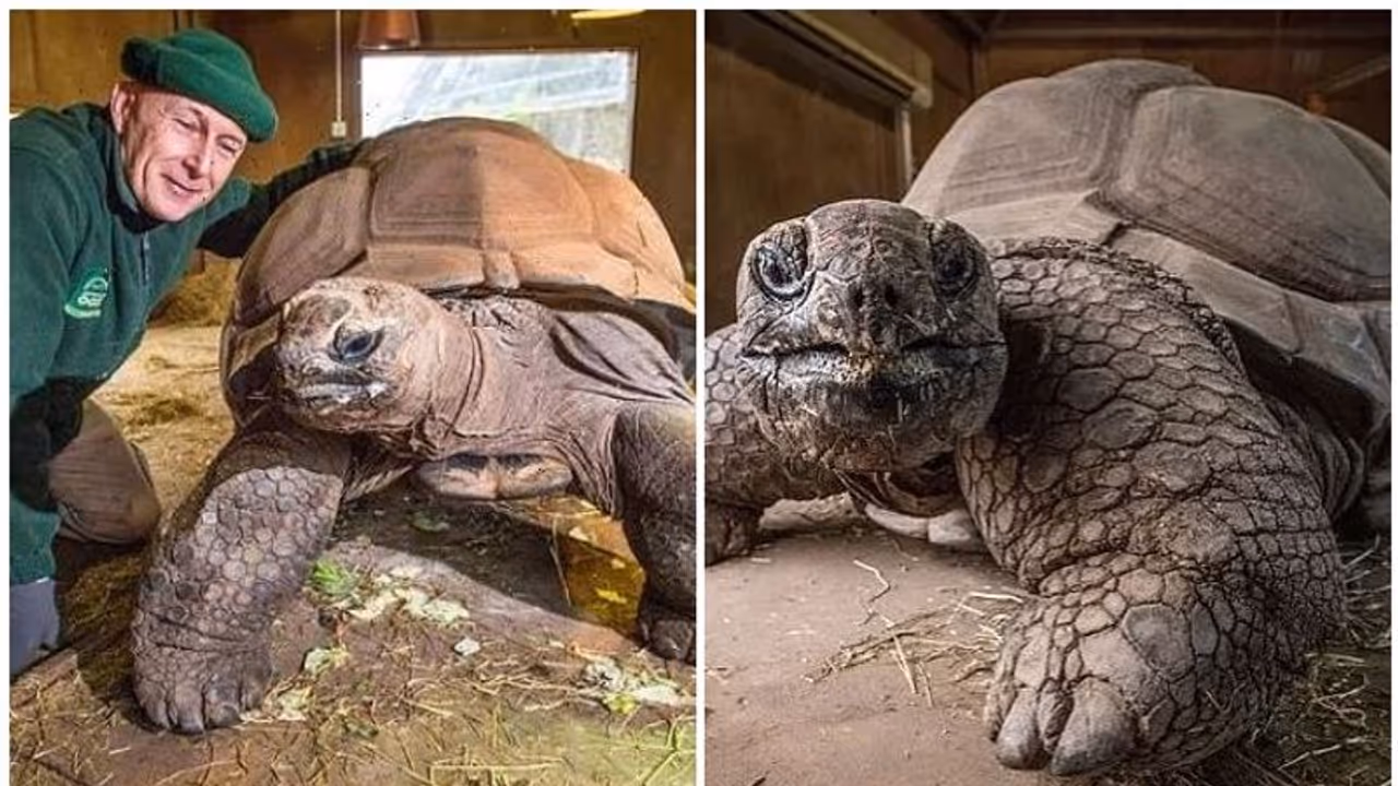 Giant Tortoise : ഭീമൻ ആമ 105ാം വയസിൽ ചത്തു