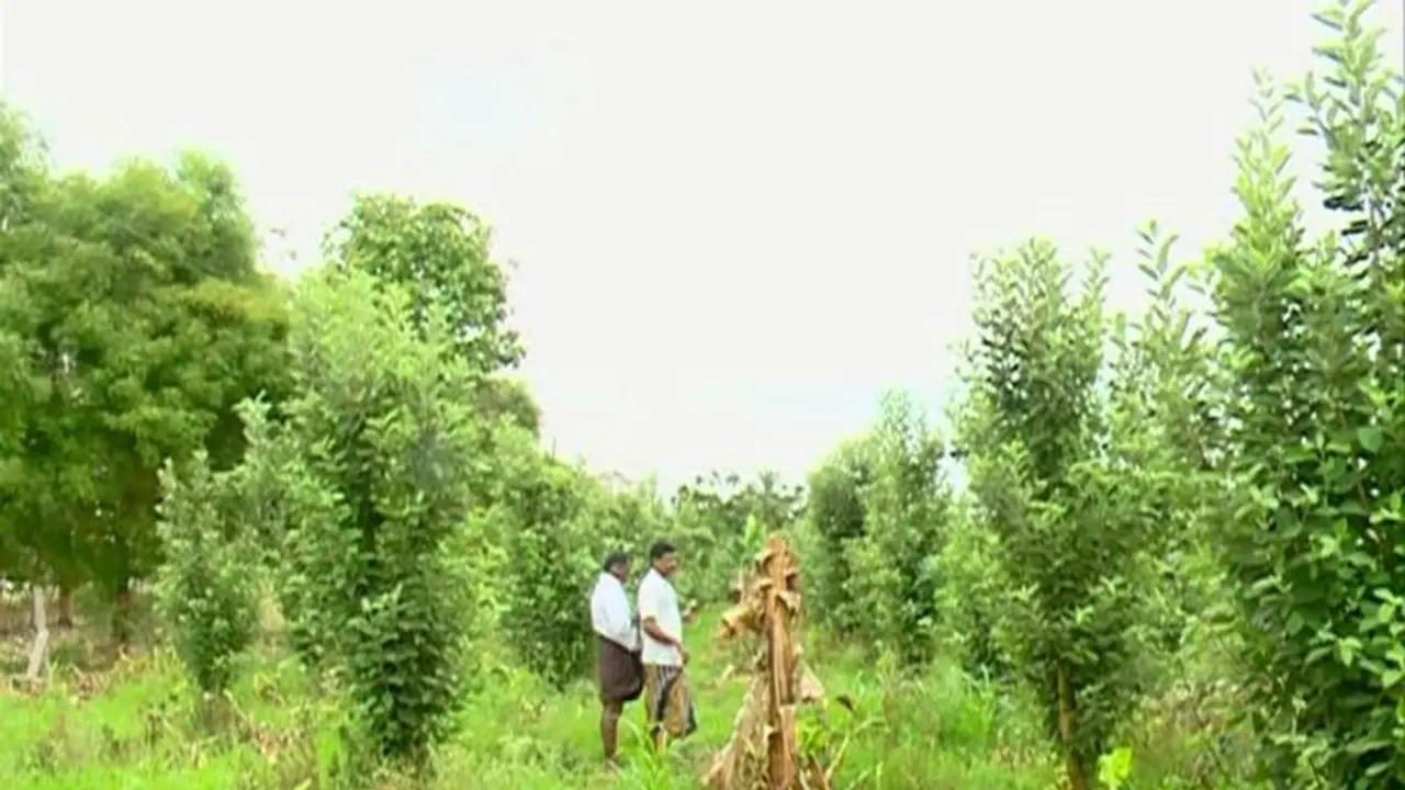 ಬಂಜರು ಭೂಮಿಯಲ್ಲಿ ಹಿಮಾಚಲ ಸೇಬು ಬೆಳೆದು ಅಚ್ಚರಿ ಮೂಡಿಸಿದ ಚಿತ್ರದುರ್ಗದ ರೈತ ಬಂಜರು ಭೂಮಿಯಲ್ಲಿ ಹಿಮಾಚಲ ಸೇಬು ಬೆಳೆದು ಅಚ್ಚರಿ ಮೂಡಿಸಿದ ಚಿತ್ರದುರ್ಗದ ರೈತ