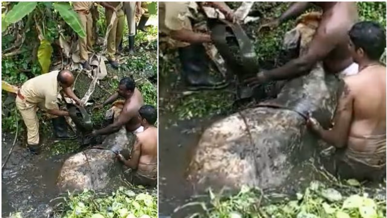 തീറ്റതേടിയെത്തി ചെളിക്കുഴിയിൽ വീണു, പശുവിന്റെ ജീവൻ തിരിച്ചുപിടിച്ച് അഗ്നിരക്ഷാസേന തീറ്റതേടിയെത്തി ചെളിക്കുഴിയിൽ വീണു, പശുവിന്റെ ജീവൻ തിരിച്ചുപിടിച്ച് അഗ്നിരക്ഷാസേന