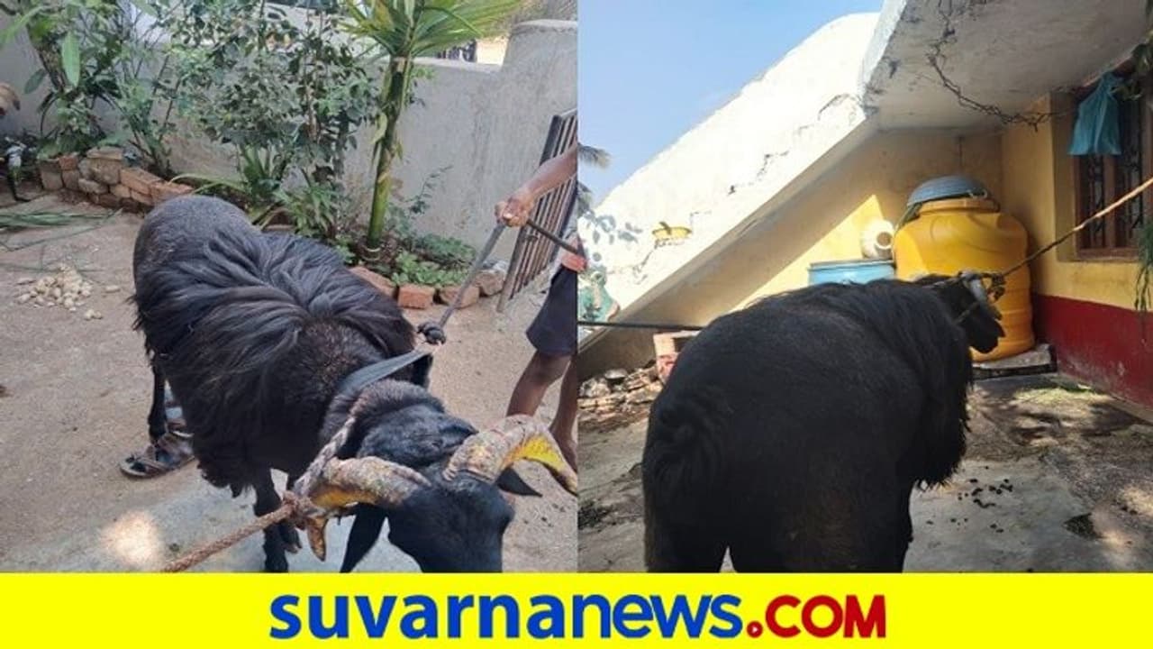 ಕುರಿ ಕಾಳಗದ ಸ್ಫರ್ಧೆಯಲ್ಲಿ ಗೆಲುವಿನ ಓಟ ತಡೆಯಲು ಟಗರು‌ ಕದ್ದ ಕಳ್ಳರು, ಮಟನ್ ಸ್ಟಾಲ್‌ನಲ್ಲಿ ಪತ್ತೆ