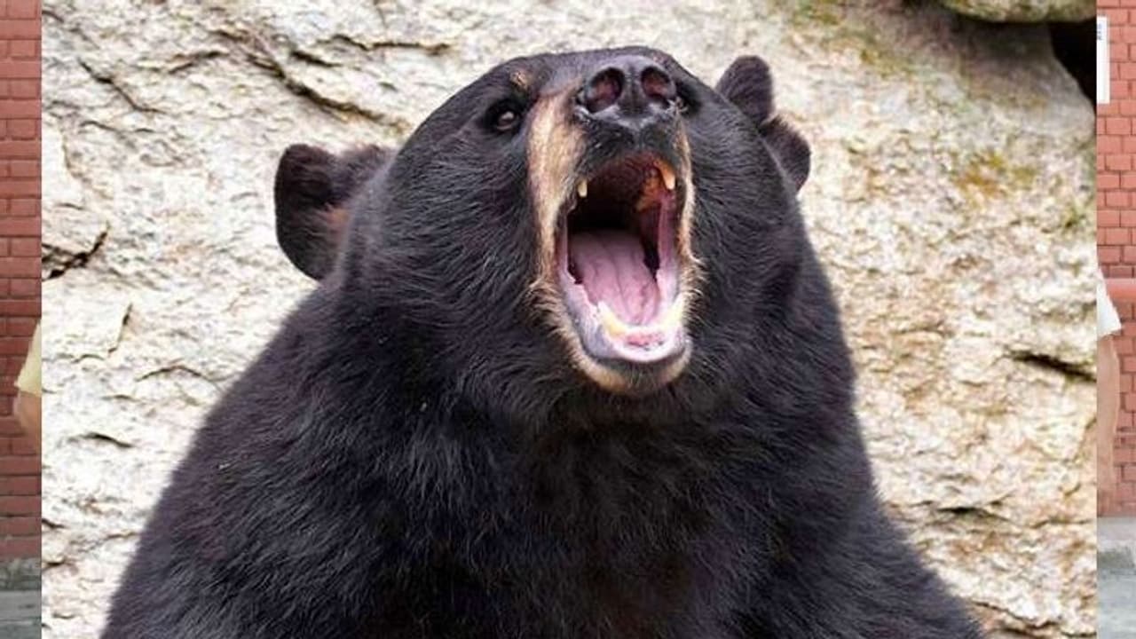 जयपुर में पिंजरा तोड़कर भागा खूंखार भालू, मकान में जा घुसा, इलाके में फैली दहशत, अफसरों के हाथ पांव फूले जयपुर में पिंजरा तोड़कर भागा खूंखार भालू, मकान में जा घुसा, इलाके में फैली दहशत, अफसरों के हाथ पांव फूले