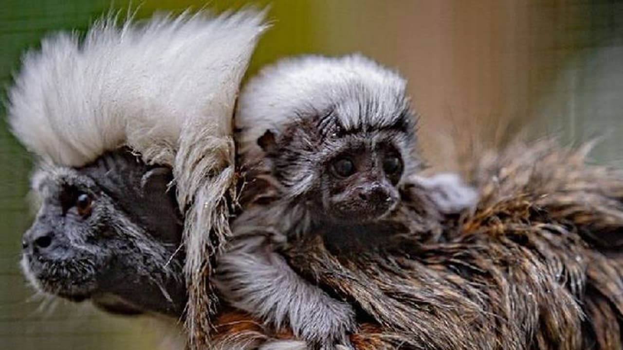 കുഞ്ഞൻ ഇനം, തൂക്കം 40 ഗ്രാം, അപൂർവമായ കോട്ടൺടോപ്പ് ടമാറിൻ കുരങ്ങ് പിറന്നു കുഞ്ഞൻ ഇനം, തൂക്കം 40 ഗ്രാം, അപൂർവമായ കോട്ടൺടോപ്പ് ടമാറിൻ കുരങ്ങ് പിറന്നു