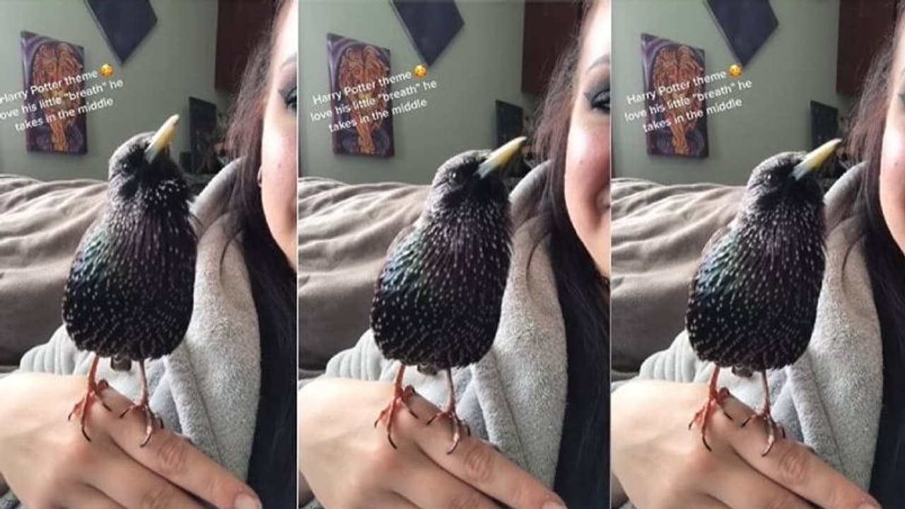 ಹ್ಯಾರಿ ಪಾಟರ್ ಥೀಮ್‌ ಸಾಂಗ್‌ ಹಾಡುವ ಪುಟ್ಟ ಹಕ್ಕಿ: ವಿಡಿಯೋ ವೈರಲ್‌