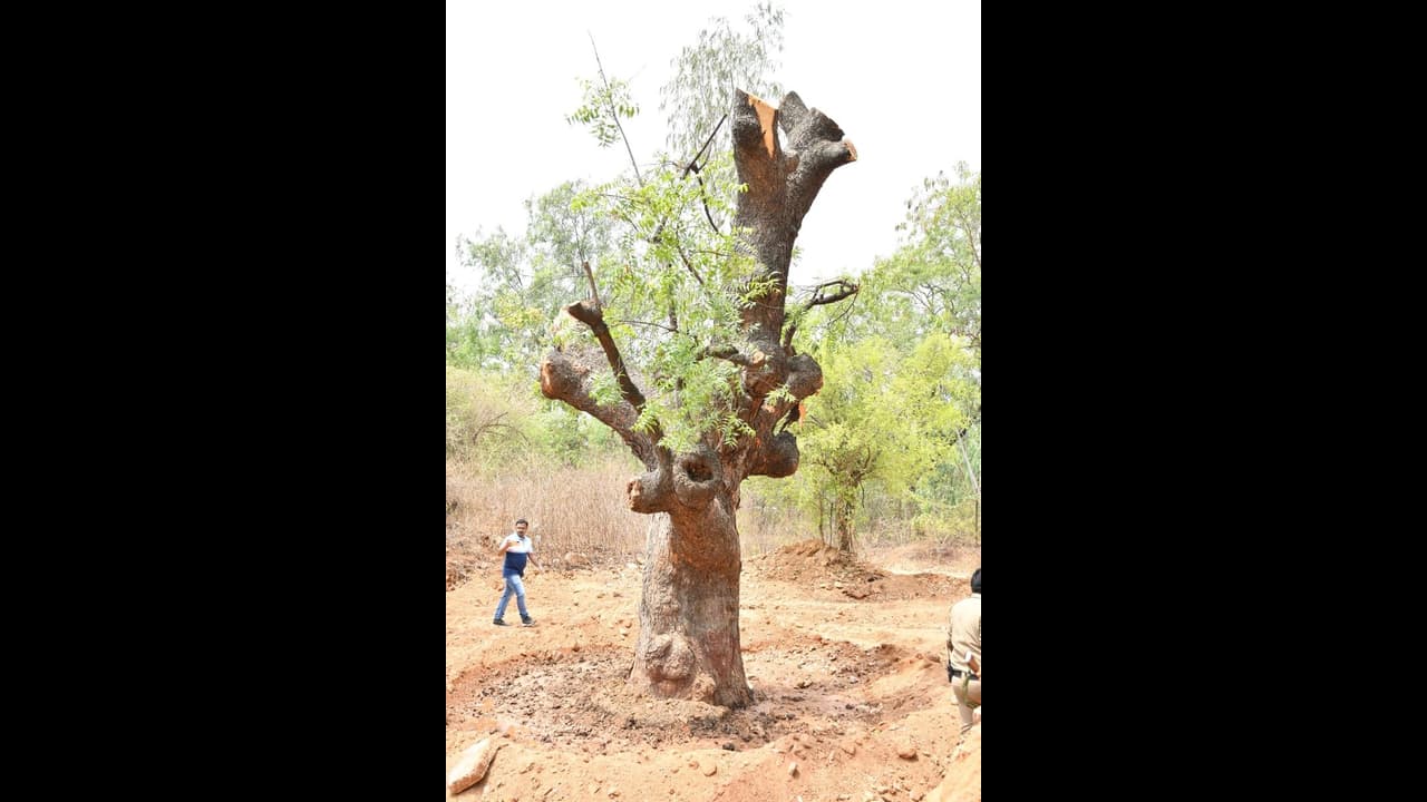 जब 100 साल पुराने पेड़ को दूसरे जगह ले जाकर किया गया रोपण जब 100 साल पुराने पेड़ को दूसरे जगह ले जाकर किया गया रोपण