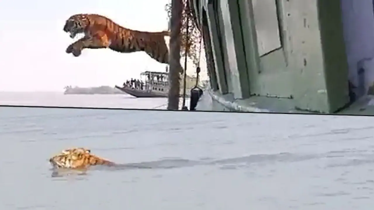 Tiger makes an incredible jump into the sea during its release in Sundarbans; watch