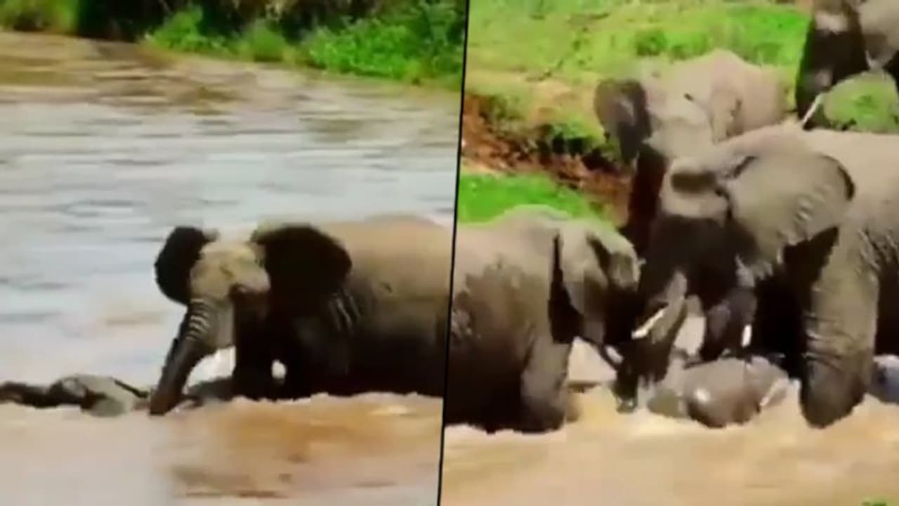 Baby Elephant falls in trouble, here’s how the heard saves it; watch