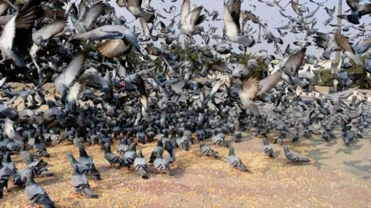 कबूतरों को दाना खिलाना या उनका आपके आसपास रहना है बेहद खतरनाक, ऐसा कर रहे हैं आप तो दे रहे अपनी मौत को दावत! कबूतरों को दाना खिलाना या उनका आपके आसपास रहना है बेहद खतरनाक, ऐसा कर रहे हैं आप तो दे रहे अपनी मौत को दावत!