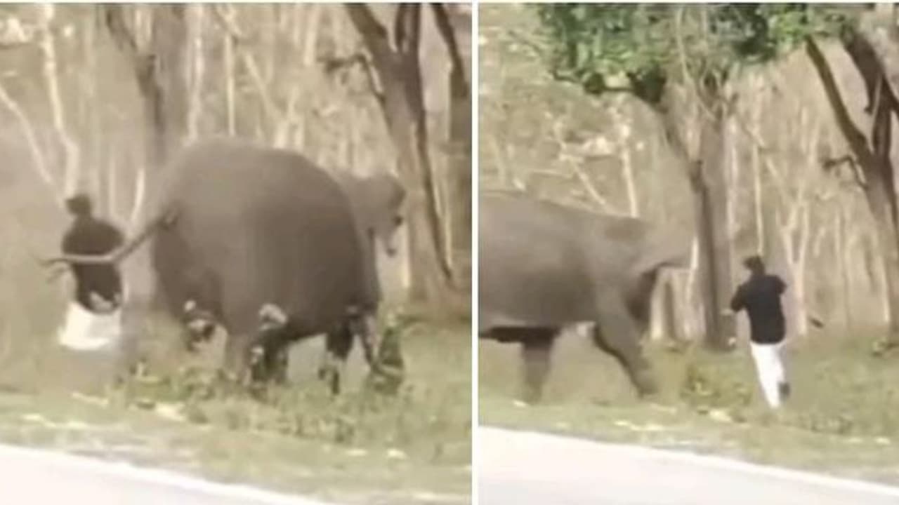 ಕೊಡಗಿನಲ್ಲಿ ಮಿತಿಮೀರಿದ ಗಜರಾಜನ ಹಾವಳಿ: 10 ವರ್ಷದಲ್ಲಿ ಕಾಡಾನೆ ದಾಳಿಗೆ 20 ಜನರ ಸಾವು ಕೊಡಗಿನಲ್ಲಿ ಮಿತಿಮೀರಿದ ಗಜರಾಜನ ಹಾವಳಿ: 10 ವರ್ಷದಲ್ಲಿ ಕಾಡಾನೆ ದಾಳಿಗೆ 20 ಜನರ ಸಾವು