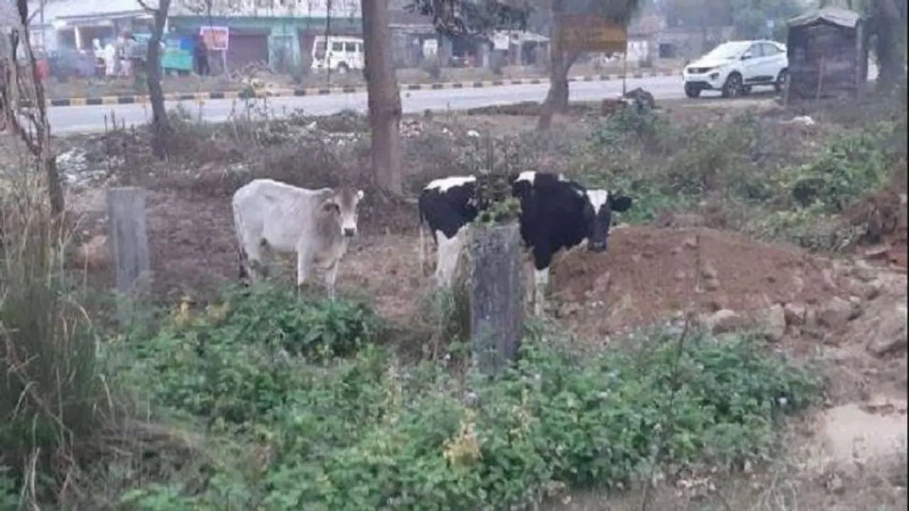 मनरेगा के धन से होगा यूपी में निराश्रित पशुओं के लिए चारे का इंतजाम, सरकार इस इंतजाम में जुटी मनरेगा के धन से होगा यूपी में निराश्रित पशुओं के लिए चारे का इंतजाम, सरकार इस इंतजाम में जुटी