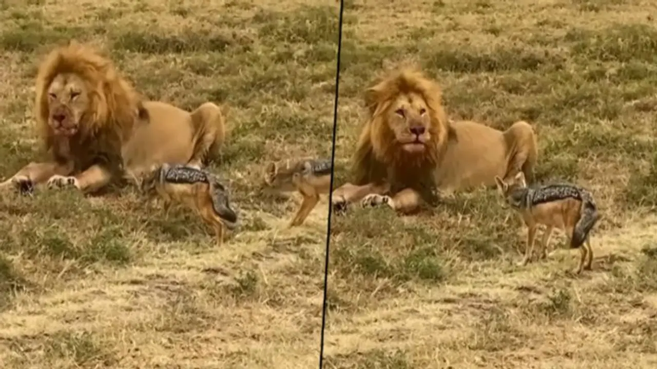 Baby hyenas approach a lion feasting on its prey; here’s what happened next Baby hyenas approach a lion feasting on its prey; here’s what happened next