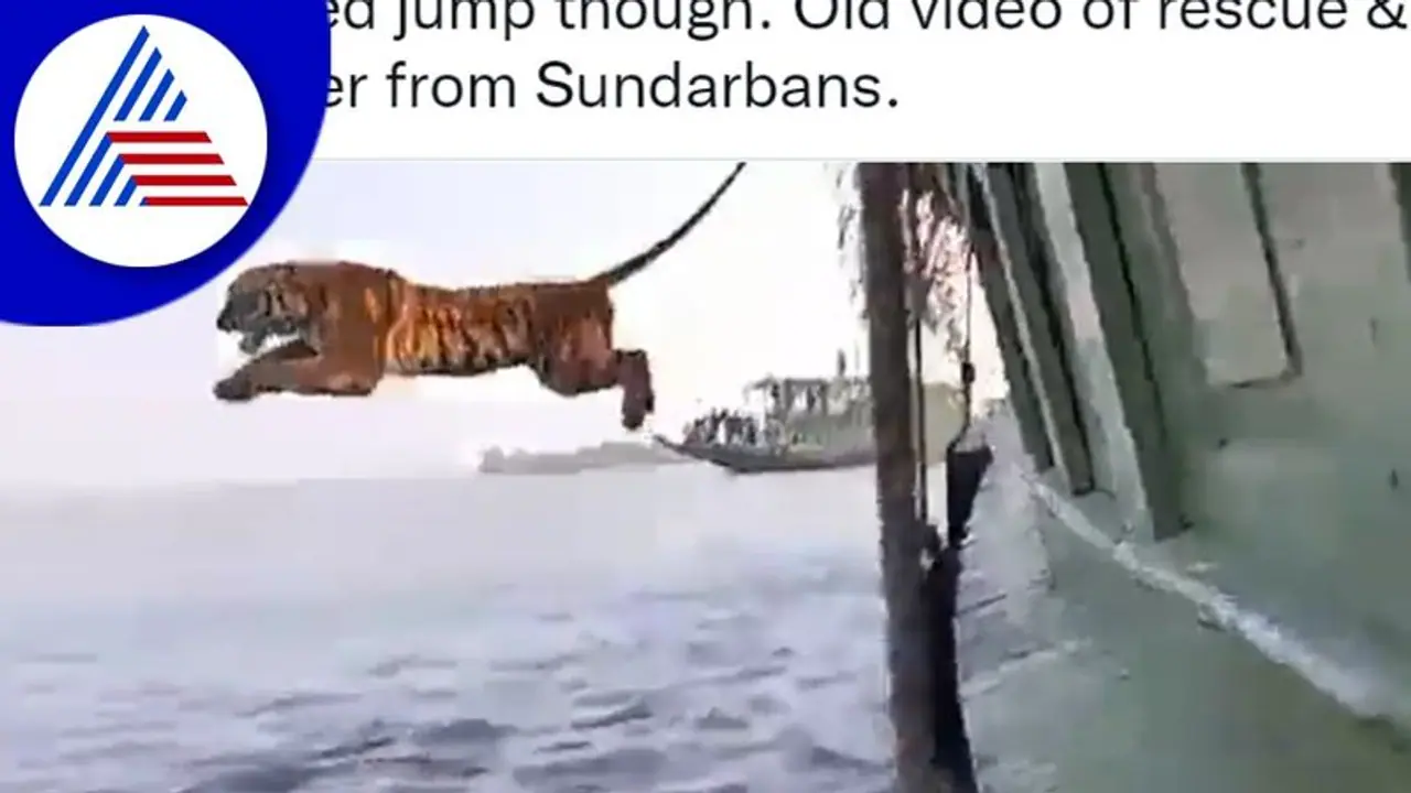 ದೋಣಿಯಿಂದ ಜಿಗಿದು ಈಜಿದ ಹುಲಿ : ವಿಡಿಯೋ ವೈರಲ್