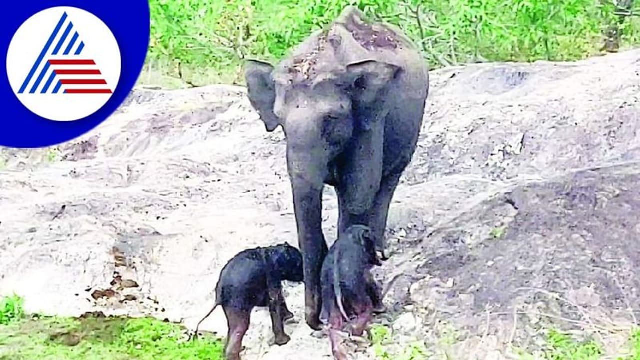 ಬಂಡೀಪುರದಲ್ಲಿ ಅಪರೂಪದ ದೃಶ್ಯ ಸೆರೆ : ಅವಳಿ ಮರಿಗಳೊಂದಿಗೆ ಕಾಣಿಸಿಕೊಂಡ ಆನೆ