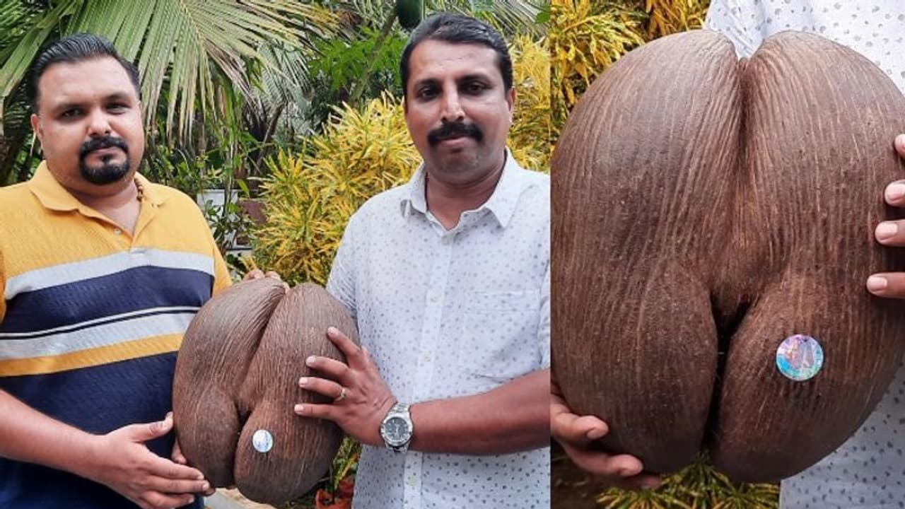 ലക്ഷം രൂപ വിലവരുന്ന 'കോകോഡിമെർ' വിത്ത് ഇനി മലപ്പുറത്തും ലക്ഷം രൂപ വിലവരുന്ന 'കോകോഡിമെർ' വിത്ത് ഇനി മലപ്പുറത്തും