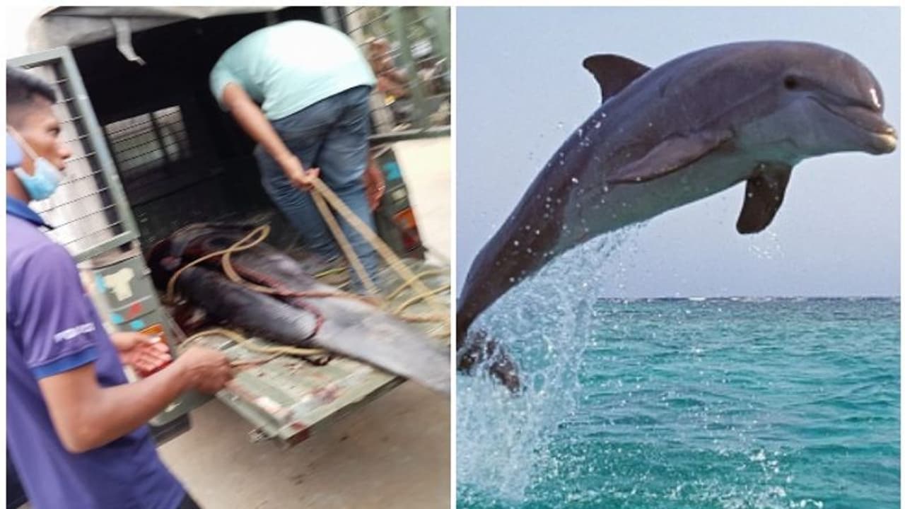 വലയിൽ കുടുങ്ങിയ ഡോൾഫിനെ കൊന്ന് വിൽക്കാൻ ശ്രമം; രണ്ടുപേർ പിടിയിൽ വലയിൽ കുടുങ്ങിയ ഡോൾഫിനെ കൊന്ന് വിൽക്കാൻ ശ്രമം; രണ്ടുപേർ പിടിയിൽ