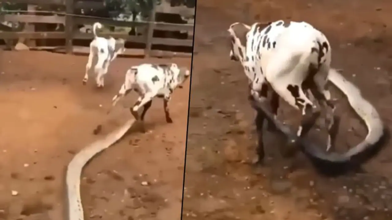 Giant python attacks calf, latches its leg; Here’s what happened next