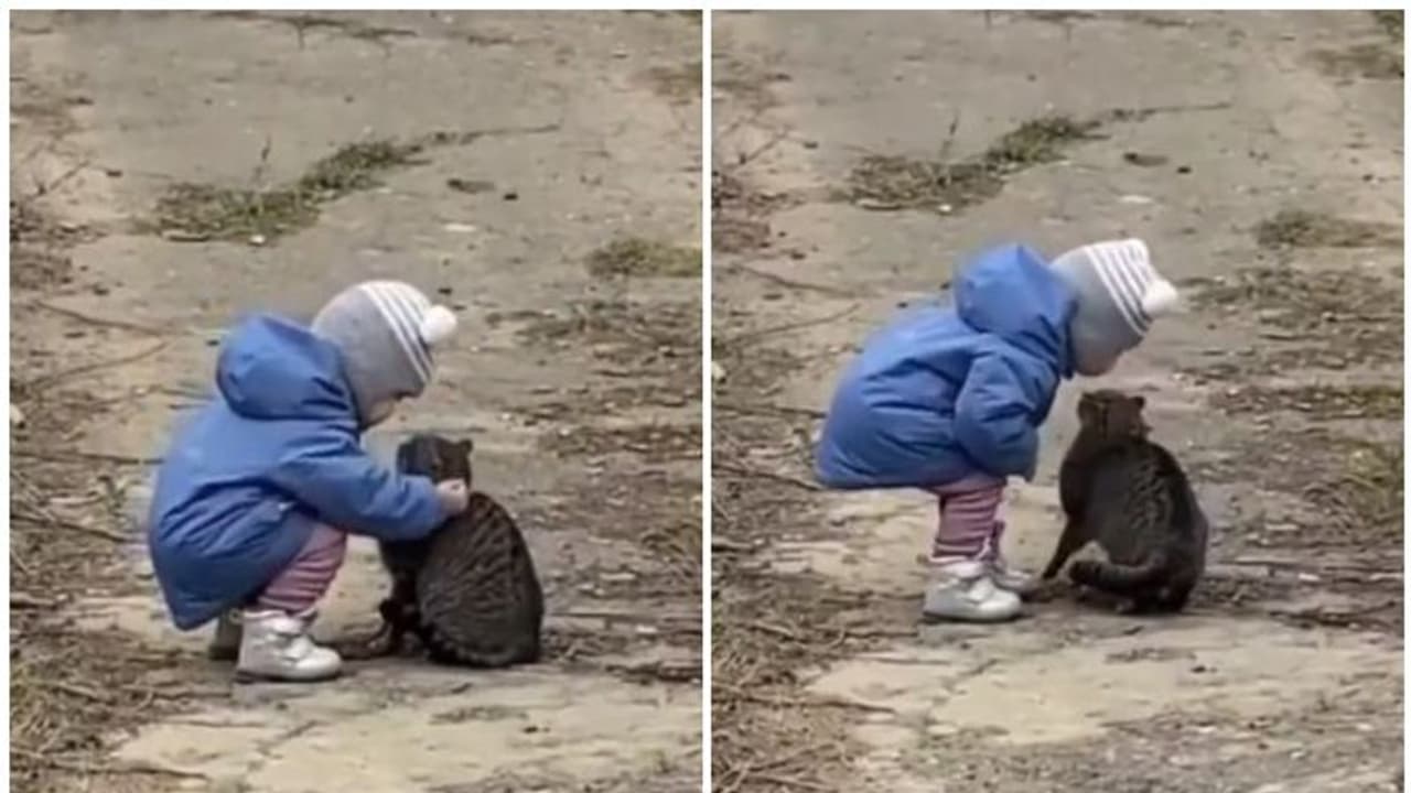 Viral Video : പൂച്ചയെ ചുംബിക്കുന്ന കുട്ടി; വെെറലായി വീഡിയോ Viral Video : പൂച്ചയെ ചുംബിക്കുന്ന കുട്ടി; വെെറലായി വീഡിയോ