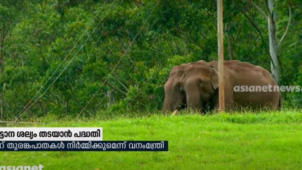കാട്ടാന ശല്യം; ദേശീയ പാതക്ക് കുറുകെ തുരങ്കപ്പാതകൾ നിർമിക്കാൻ വനംവകുപ്പ് കാട്ടാന ശല്യം; ദേശീയ പാതക്ക് കുറുകെ തുരങ്കപ്പാതകൾ നിർമിക്കാൻ വനംവകുപ്പ്