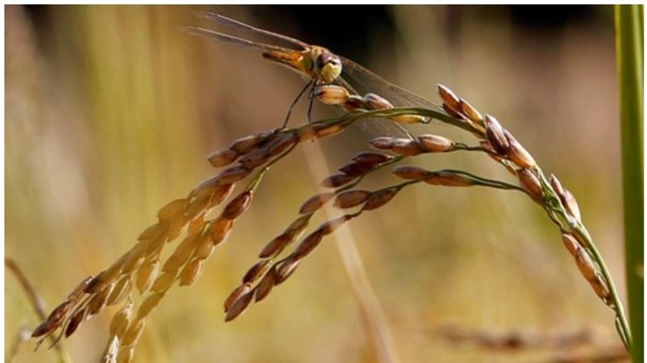 Pathamudayam 2023 : പത്താമുദയ ദിവസം ഏത് ശുഭകാര്യം തുടങ്ങാനും ഉത്തമം ; അറിയാം ചിലത് Pathamudayam 2023 : പത്താമുദയ ദിവസം ഏത് ശുഭകാര്യം തുടങ്ങാനും ഉത്തമം ; അറിയാം ചിലത്